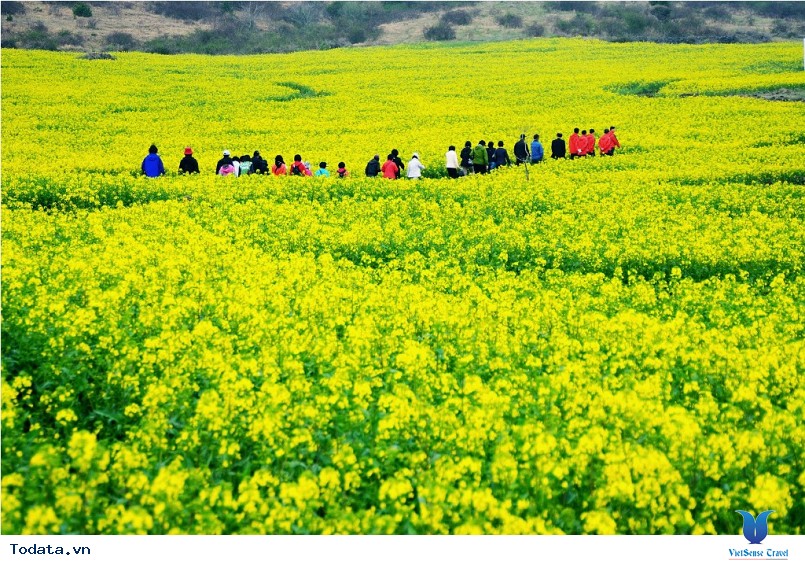 Đảo Jeju Hàn Quốc 3